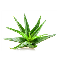 🌿 Ghrta Kumari (Aloe Vera) illustration