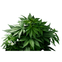 Shodhit Bhang illustration